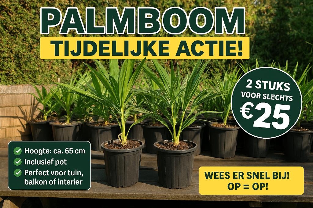 Palmboom Trachycarpus  65 cm incl. pot. 2stuks voor:, Ophalen, Vaste plant, Overige soorten, Volle zon