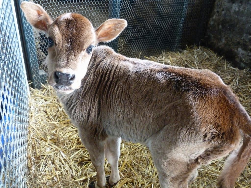 2 fles gevoede mini zeboe vaarskalfjes, Dieren en Toebehoren, Vrouwelijk
