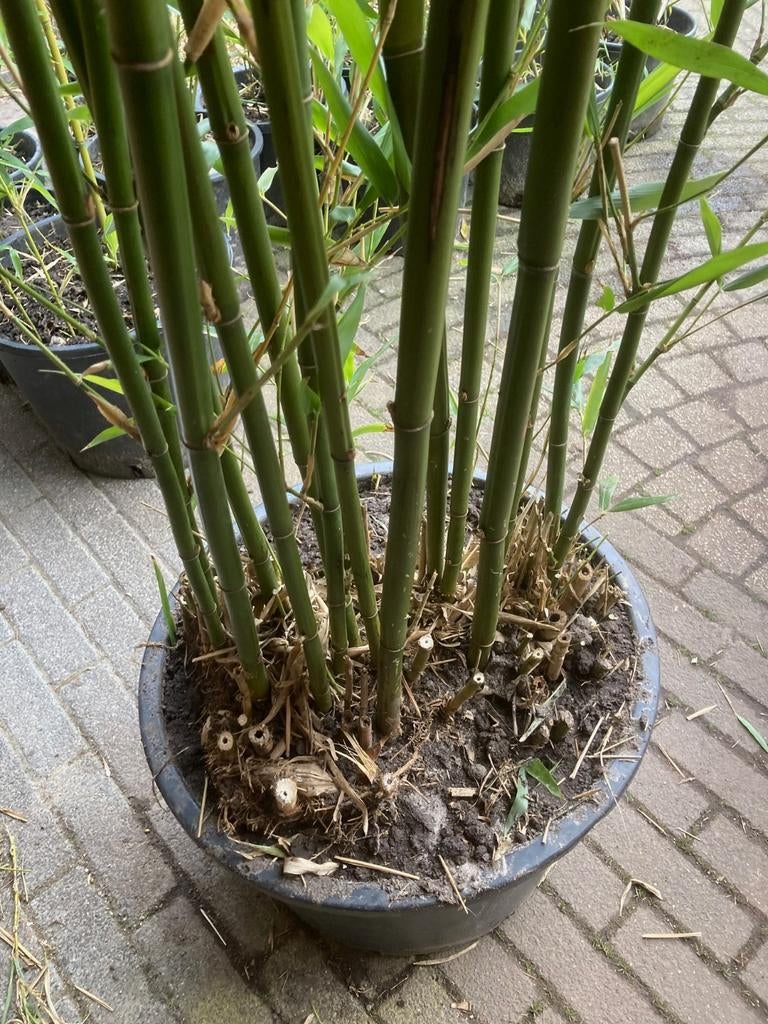 bamboe Fargesia Rufa woekert NIET!!, Tuin en Terras, Planten | Tuinplanten, Ophalen, Bloeit niet, Vaste plant, Overige soorten