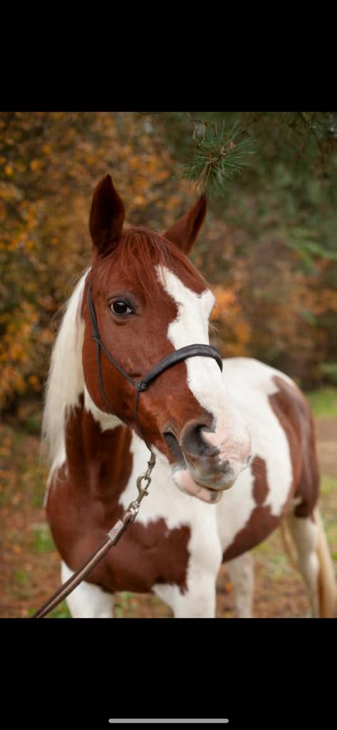 Gezocht leaser/bijrijder