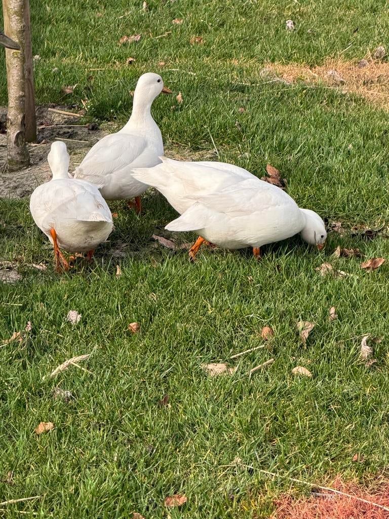 Eenden/hollandse kwakers, Dieren en Toebehoren, Meerdere dieren, Eend