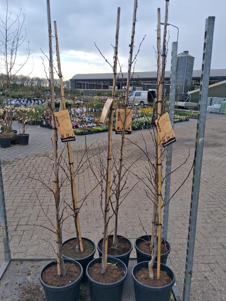 Cercis canadensis 'The Rising Sun' & 'Alley Cat' Judasbomen, Tuin en Terras, Planten | Bomen, In pot, Halfschaduw, Ophalen of Verzenden