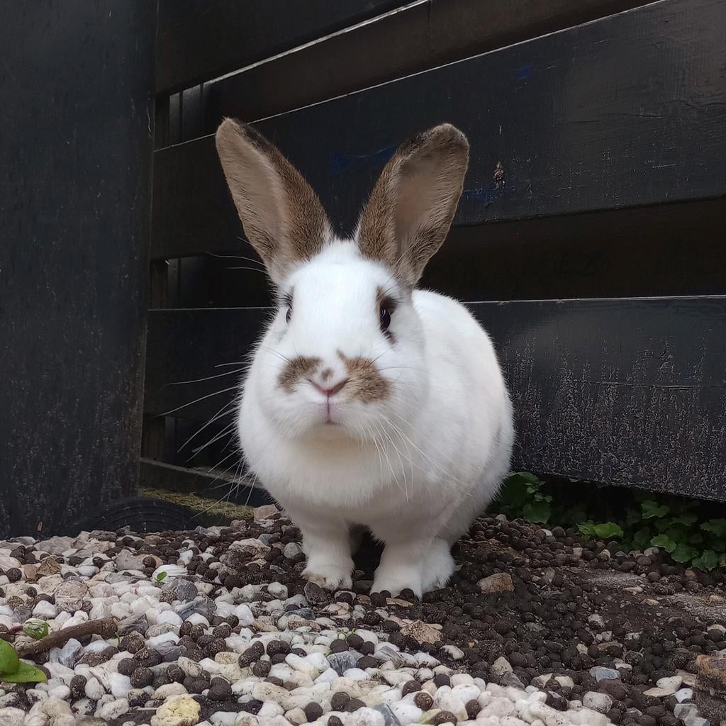 Konijnen & cavia oppas, Dieren en Toebehoren, Ophalen of Verzenden
