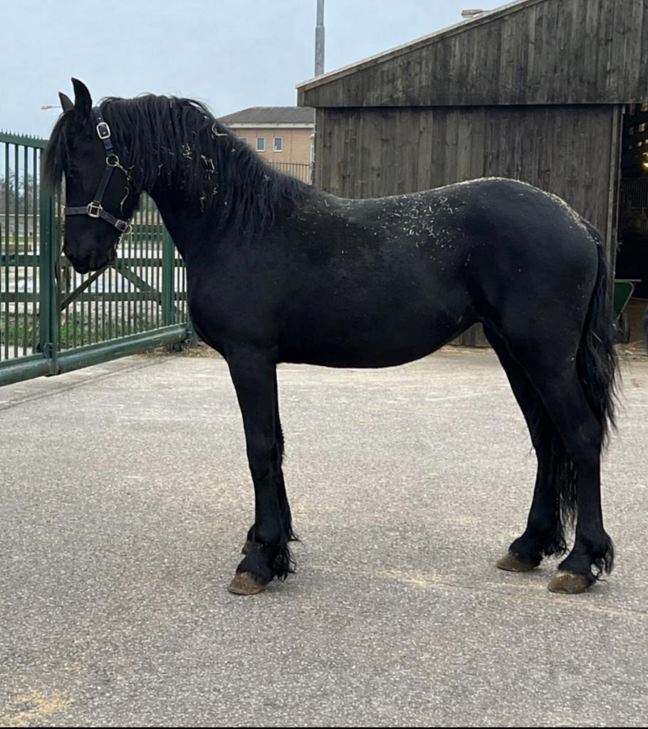 Fries merrie  veulen word in juni 2, Merrie, 0 tot 2 jaar