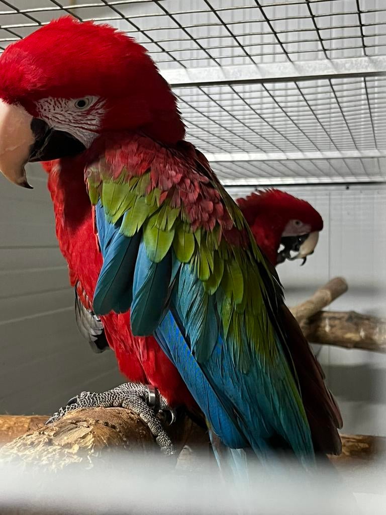 Koppel groenvleugel ara aras., Meerdere dieren, Papegaai