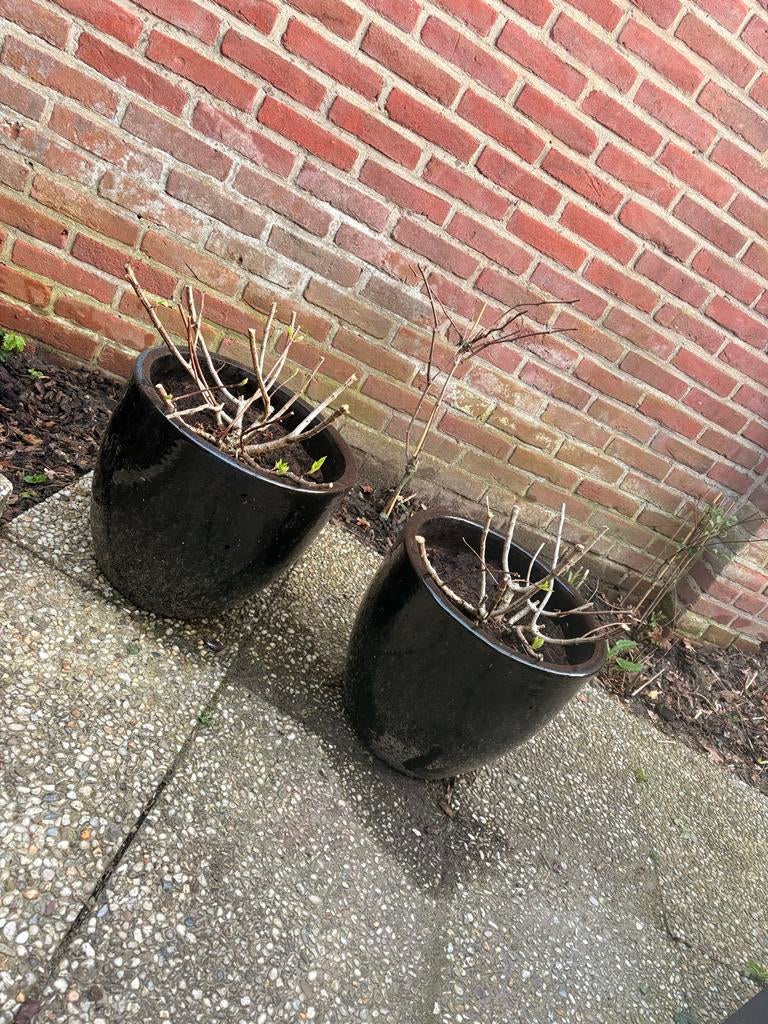 Grote zwarte geglazuurde potten incl hortensia’s, Steen, Minder dan 60 cm, Rond, Ophalen of Verzenden
