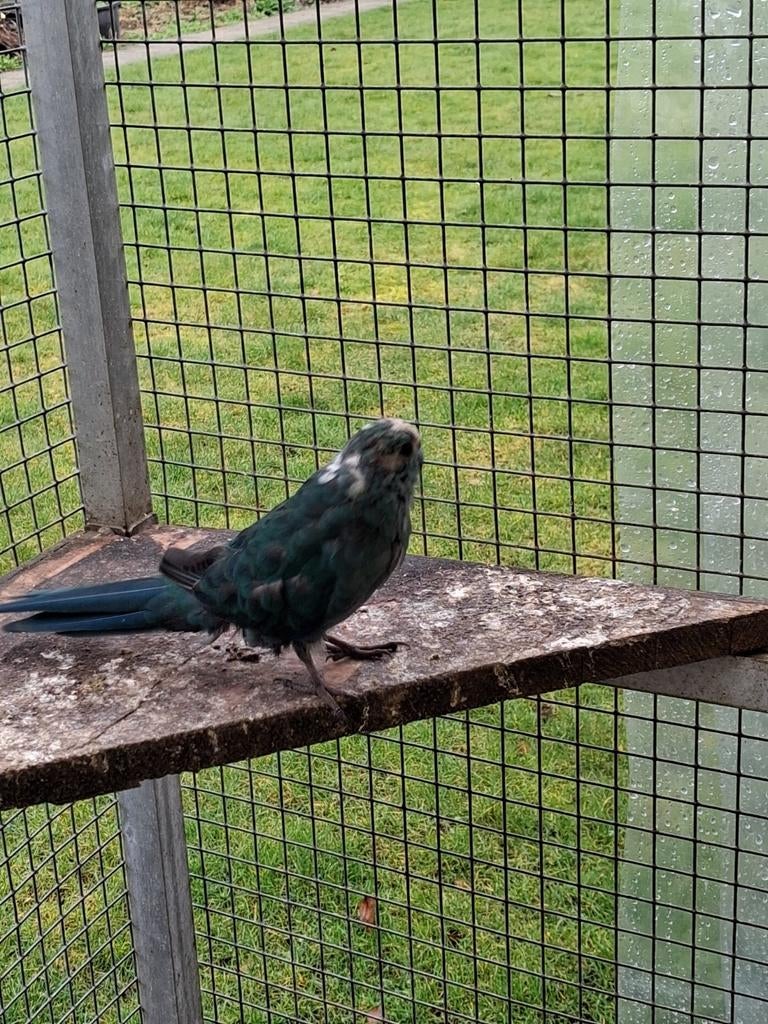 Kakariekie parkiet blauw, Dieren en Toebehoren, Mannelijk, Parkiet, Tam