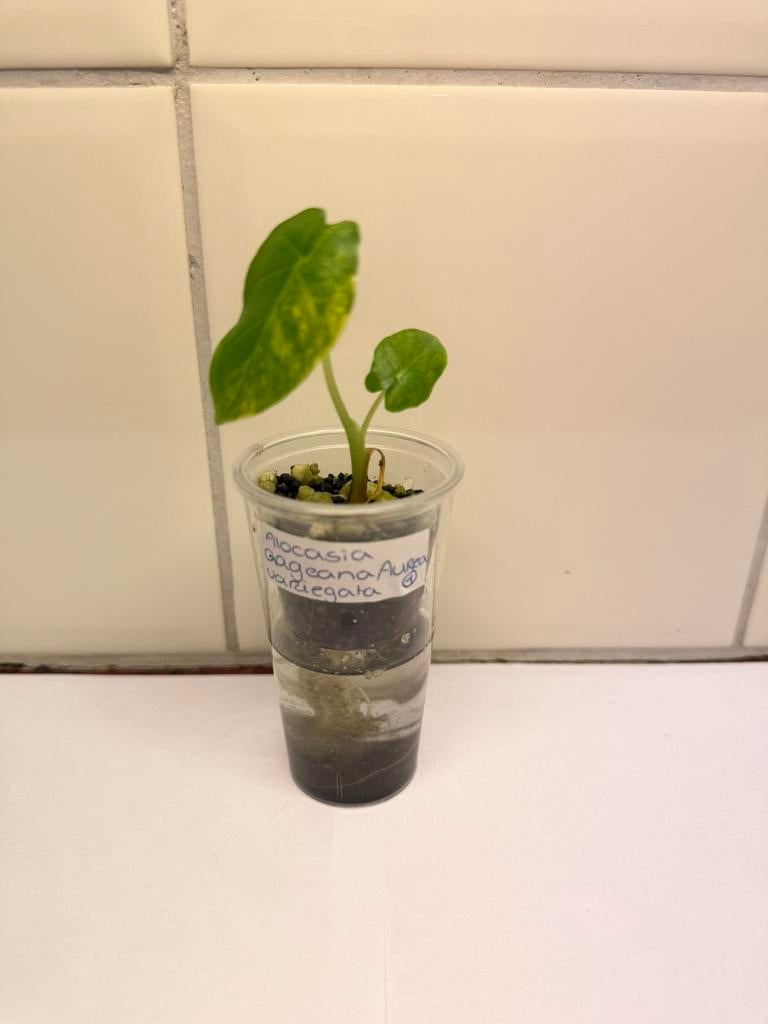 Alocasia gageana aurea variegata, Huis en Inrichting, Kamerplanten, Ophalen of Verzenden, Halfschaduw, Minder dan 100 cm