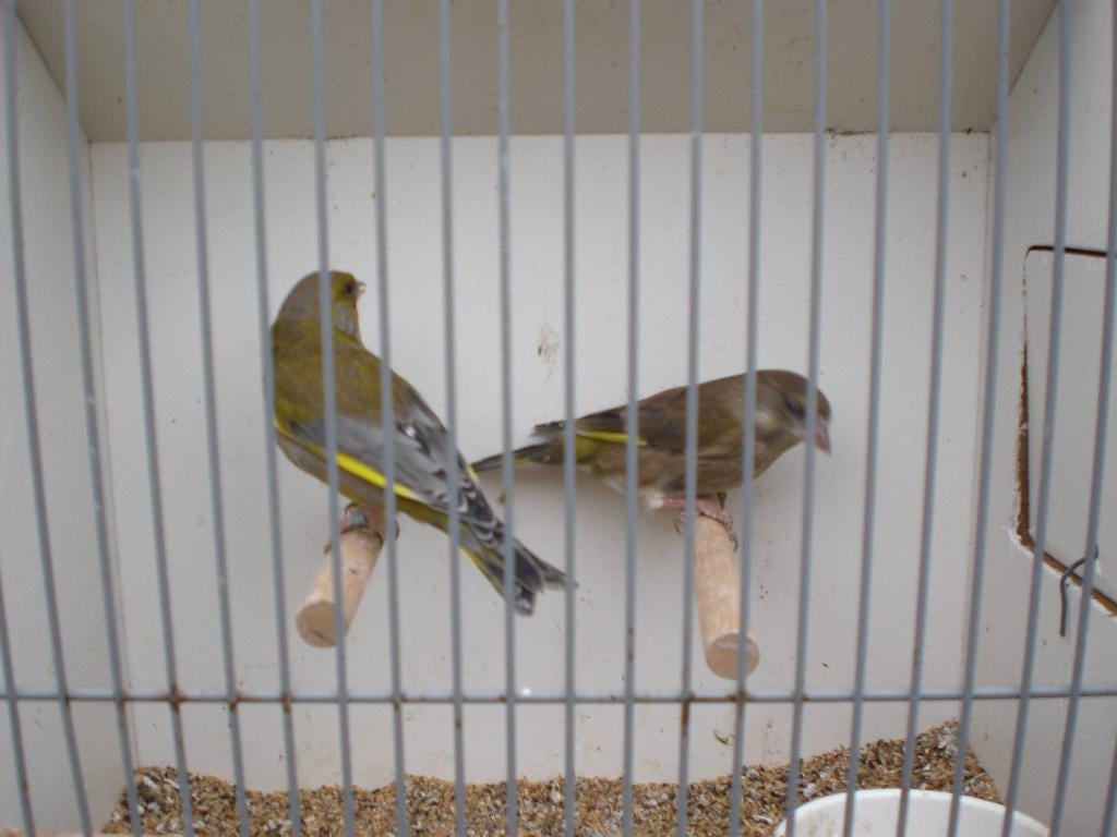 groenlingen, Mannelijk, Wildzangvogel, Geringd