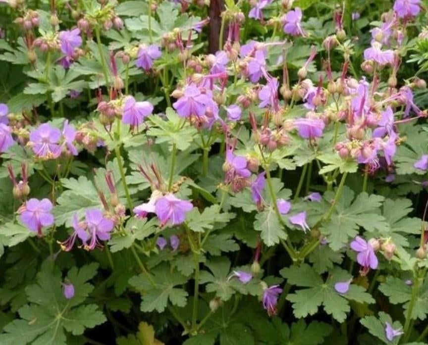 Ooievaarsbek (Geranium) - Vaste plant, Bodembedekkers, Volle zon, Vaste plant, Ophalen of Verzenden