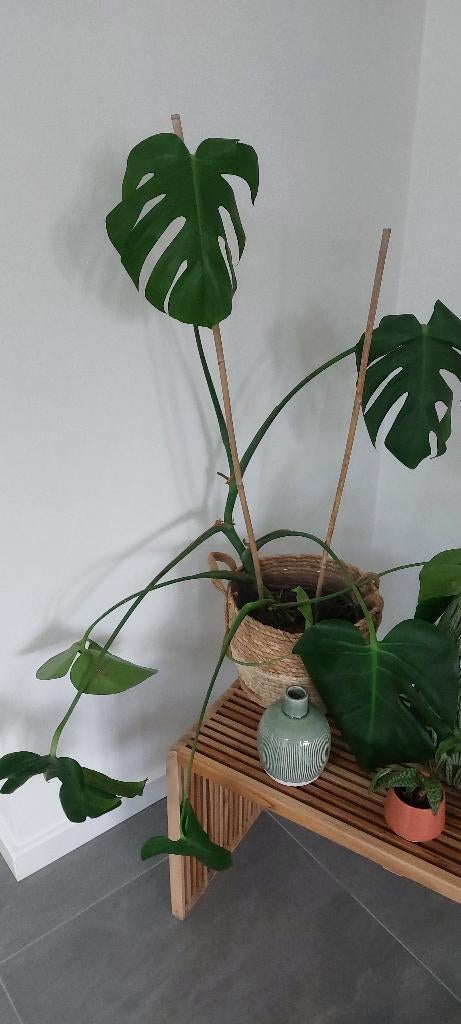 Plant, Ophalen, Overige soorten, Halfschaduw, Minder dan 100 cm