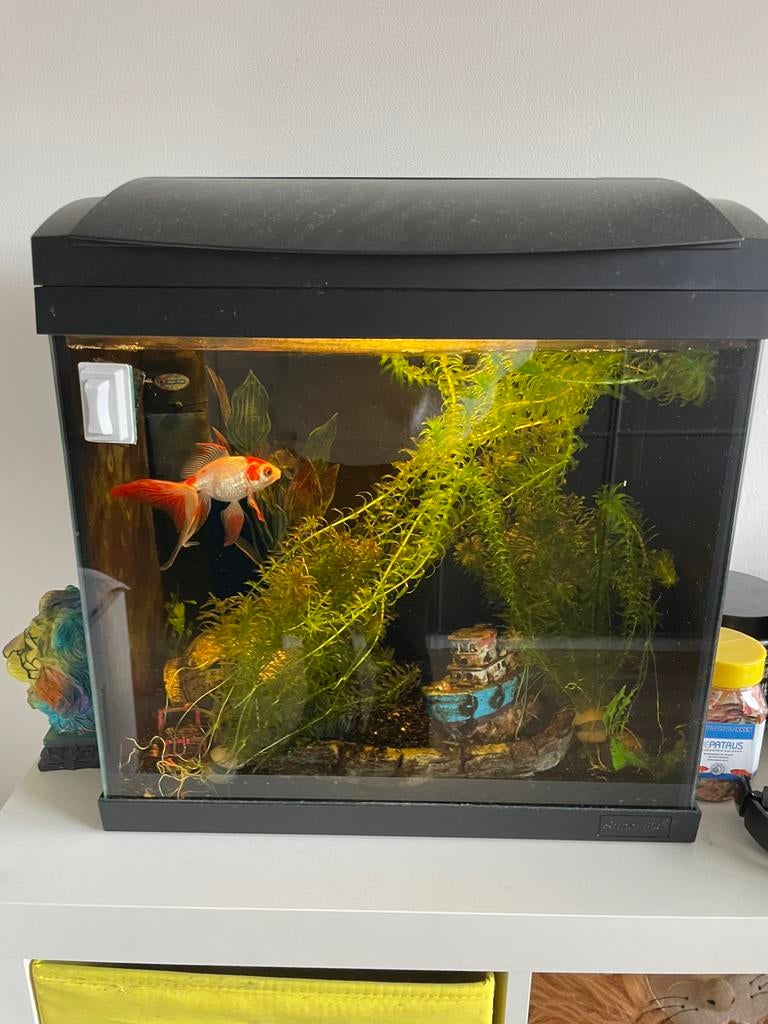 Aquarium 44b x 28d x 37h INCLUSIEF pomp en inrichting!, Ophalen, Gebruikt, Leeg aquarium
