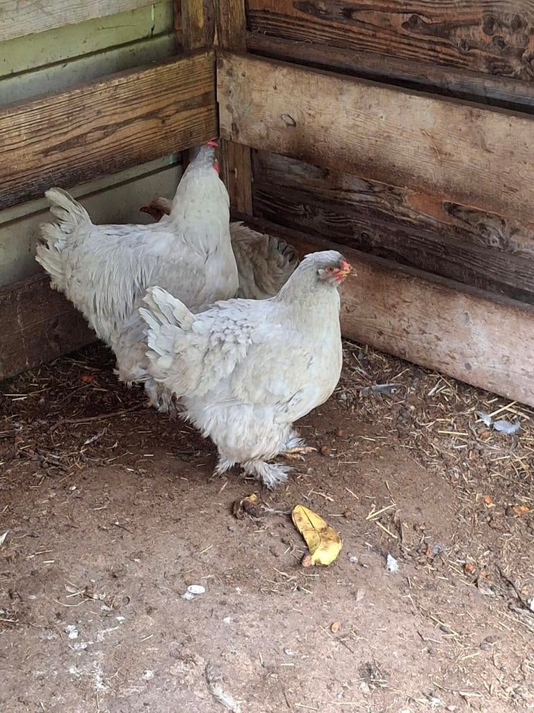Trio brahma. Isabel, Dieren en Toebehoren, Pluimvee, Meerdere dieren, Kip