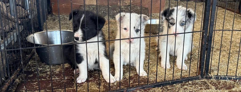Border collie pups, 8 tot 15 weken, Collie, Parvo, Meerdere