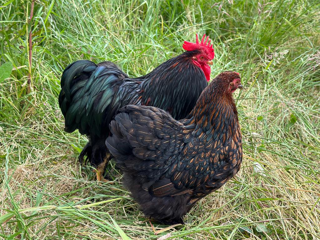 Jonge Cochin kriel goud zwart gezoomd gesekst en ingeënt