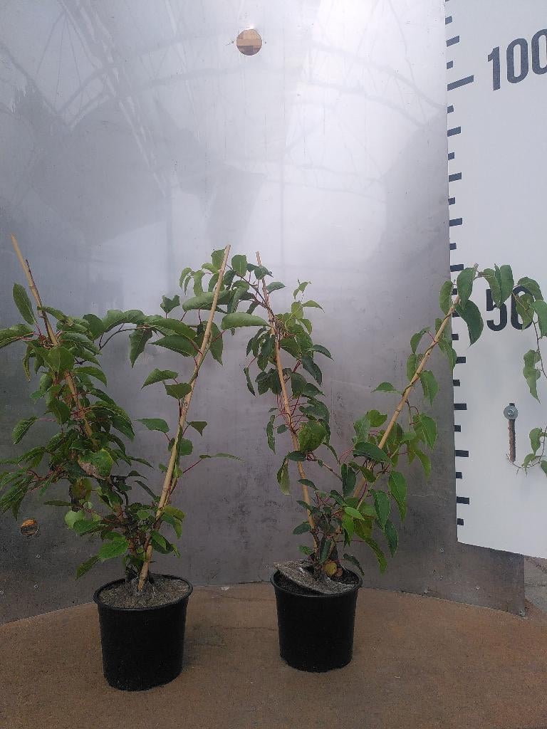 Kiwibes diverse rassen actinidia arguta, Volle zon, Vaste plant, Ophalen of Verzenden, Fruitplanten