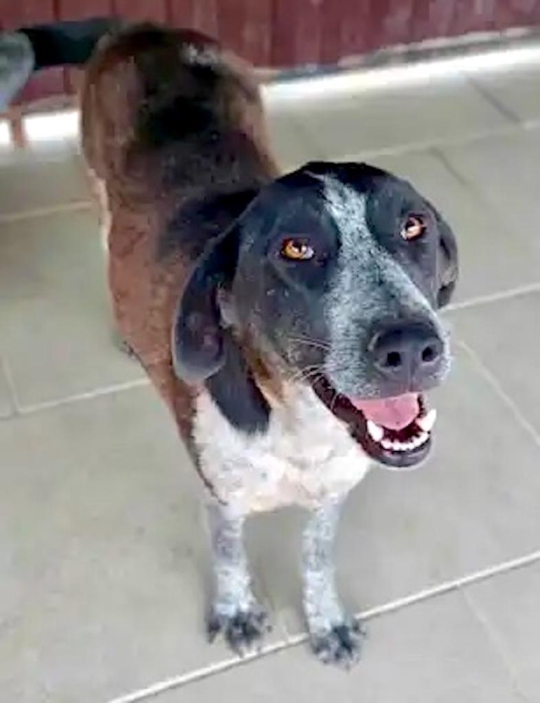 HART VAN GOUD VRIENDELIJKE BEAUTY CYNTHIA GROTE MIDDELMAAT, Particulier, 1 tot 2 jaar, Buitenland, Teef