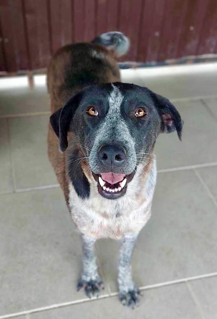 HART VAN GOUD VRIENDELIJKE BEAUTY CYNTHIA GROTE MIDDELMAAT, Particulier, 1 tot 2 jaar, Buitenland, Teef