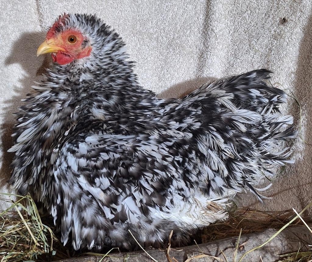 Cochin krul en zijde kriel broedeieren! Mega goed bevrucht!, Geslacht onbekend, Kip
