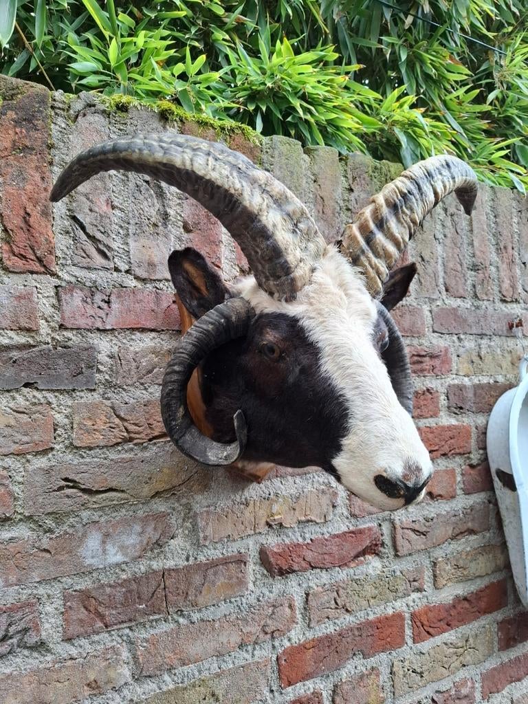 Opgezette antieke Jacobs schaap taxidermy opgezet schedel, Ophalen, Wild dier, Gewei of Kop