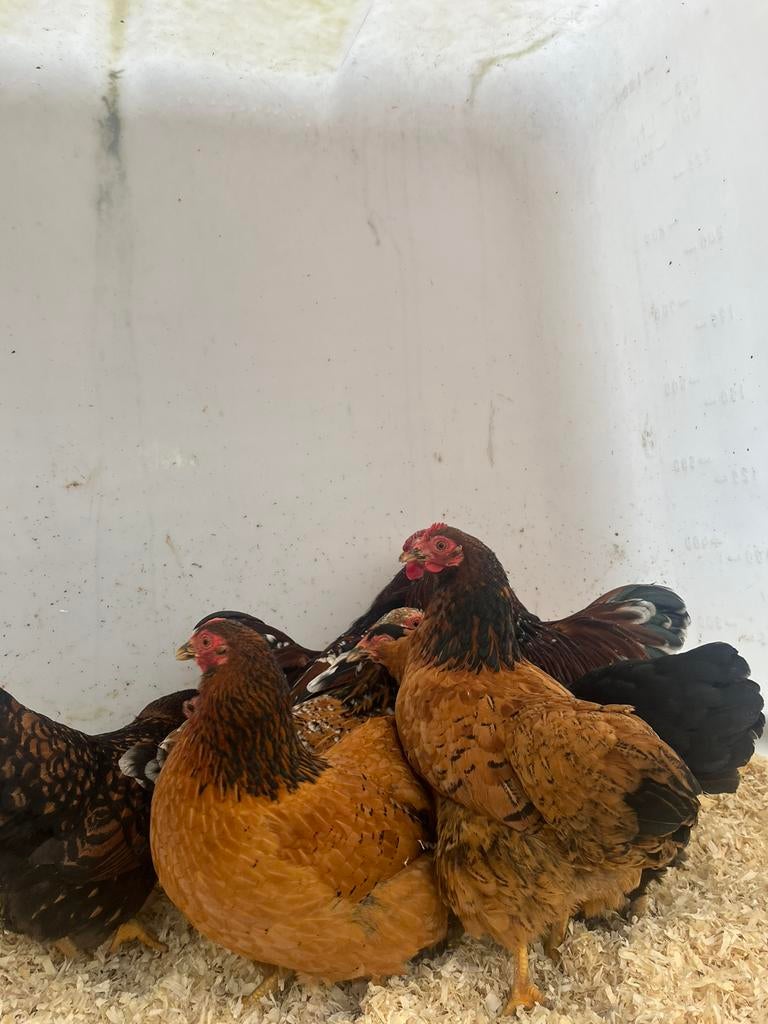 Inname van pluimvee, Dieren en Toebehoren, Pluimvee