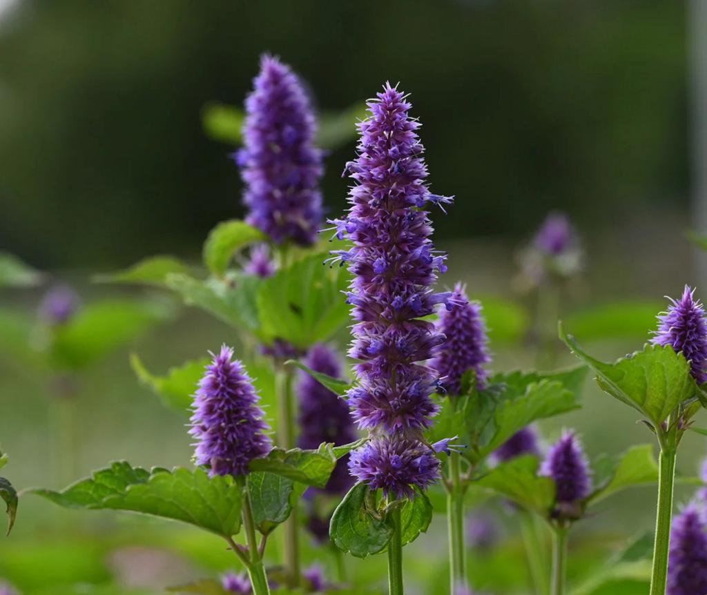 Kruiden zaden, Ophalen of Verzenden, Volle zon