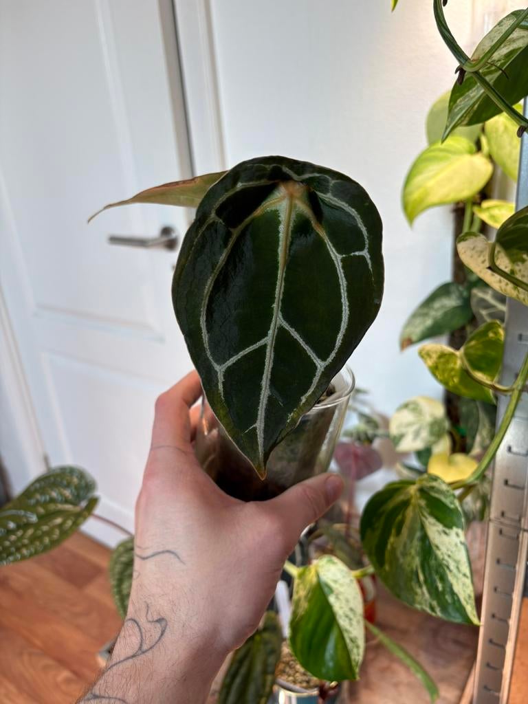 Anthurium forgetii, Ophalen of Verzenden, Halfschaduw, Minder dan 100 cm