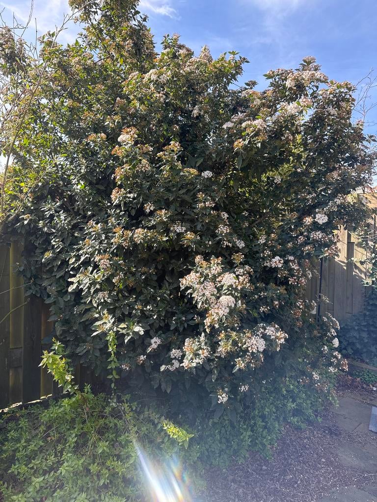 Grote struik met witte bloemen, Tuin en Terras, Planten | Tuinplanten, Ophalen, Vaste plant, Overige soorten, Halfschaduw