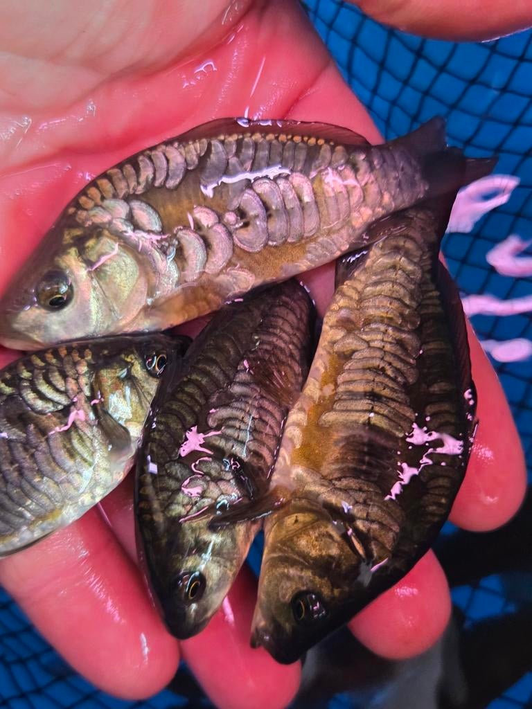 Prachtige Volschub Spiegelkarpers ca 21 - 25 cm / Koidreams, Dieren en Toebehoren, Vissen | Vijvervissen, Karper of Koi