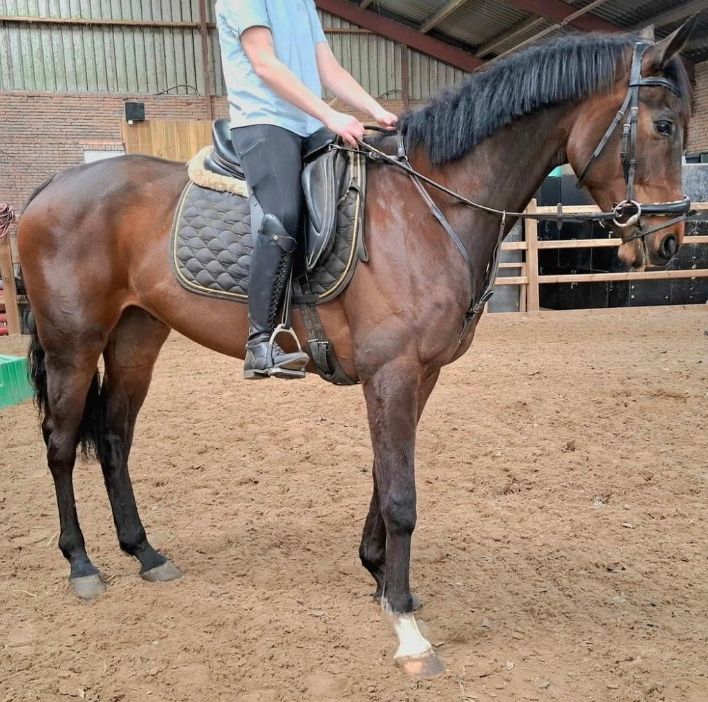 Topbrave 5 jr recreatie/manege ruin 1,70 mtr, Dieren en Toebehoren, Paarden, Ruin, 3 tot 6 jaar, Met stamboom, B