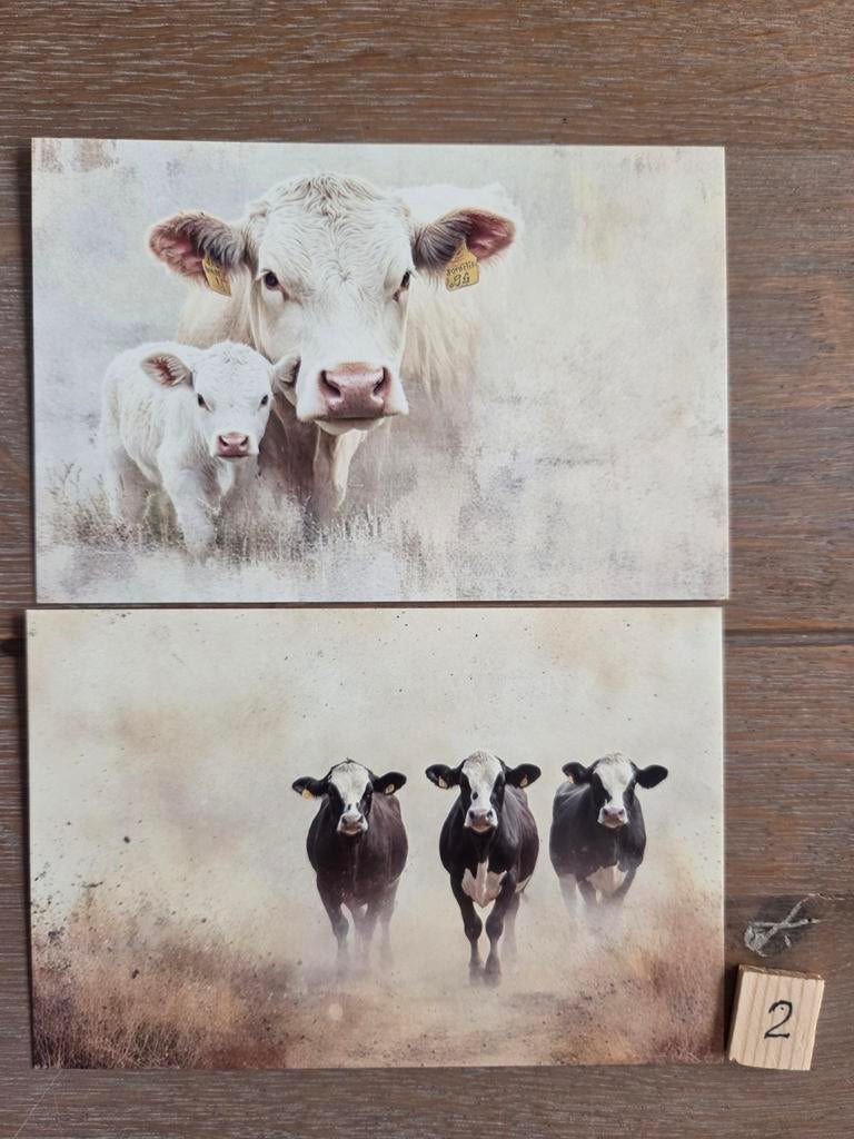 KOEIEN A 2, Verzamelen, Ophalen, Voor 1920, Hond of Kat