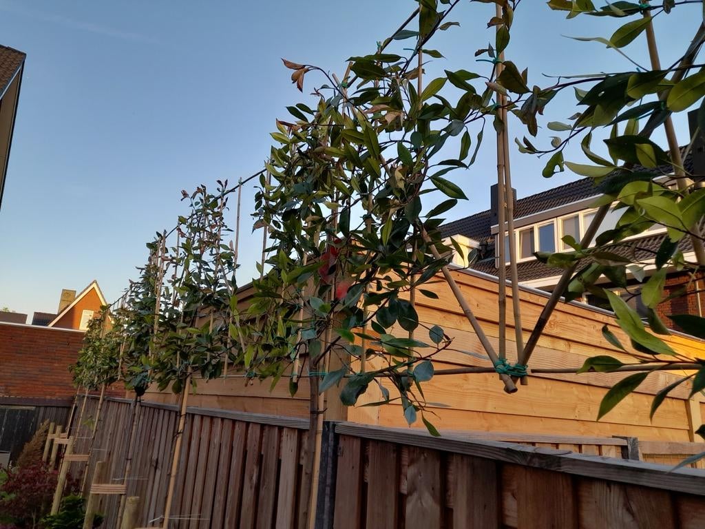 Leiboom photinia red robin leiphotinia leiglansmispel, Tuin en Terras, Ophalen of Verzenden
