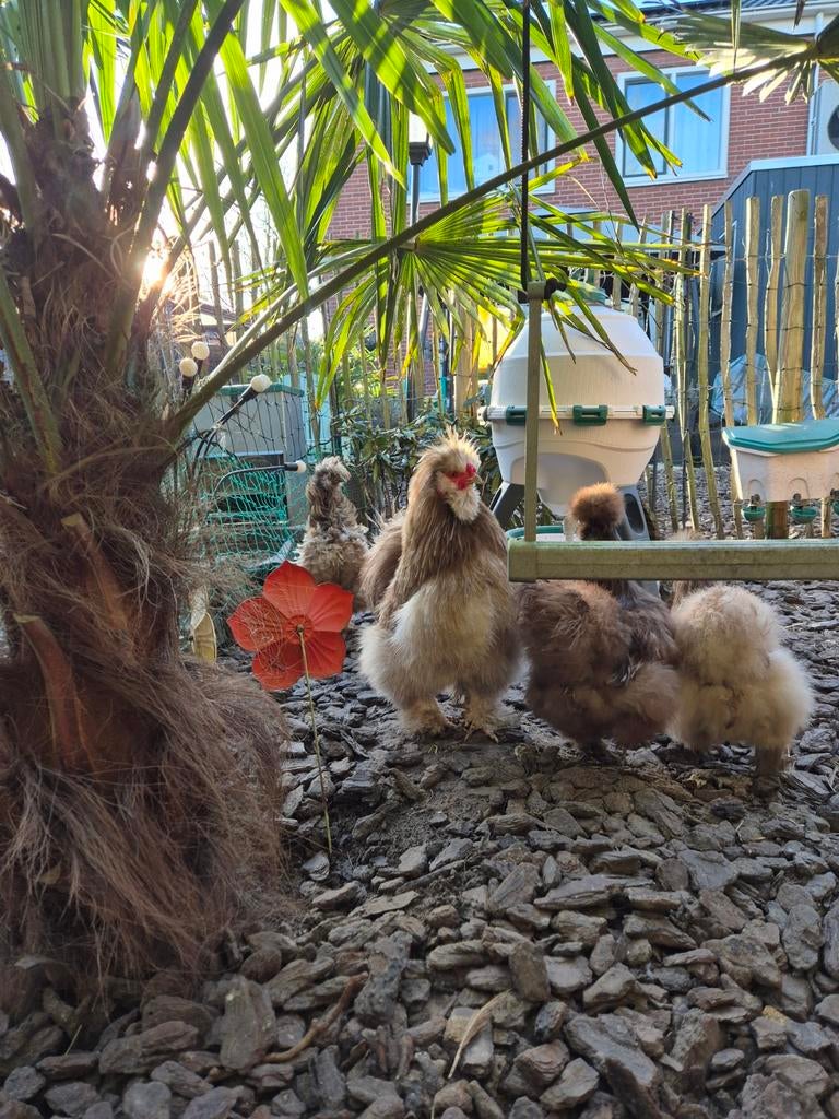 Broedeieren usa zijdehoenen, Dieren en Toebehoren, Pluimvee, Geslacht onbekend, Kip