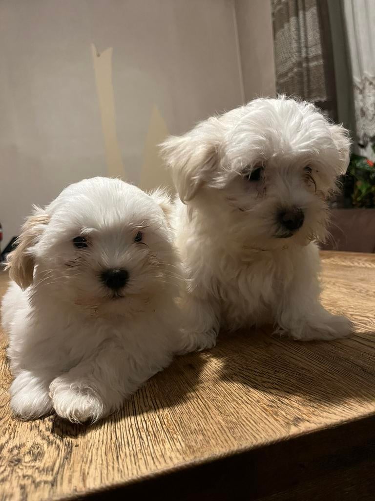 Mooie witte boomer pups, Nederland, Parvo, Overige rassen, 8 tot 15 weken
