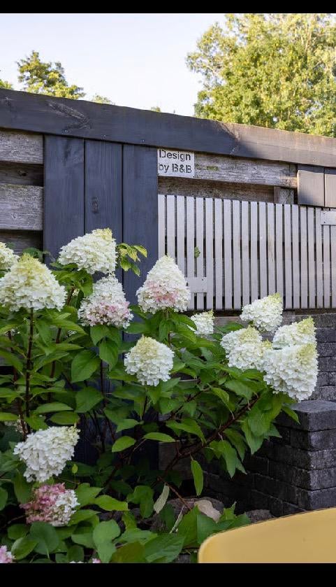 Hortensias, gratis meenemen. Zijn al uitgegraven, Tuin en Terras, Tuinhuizen, Ophalen, Gebruikt