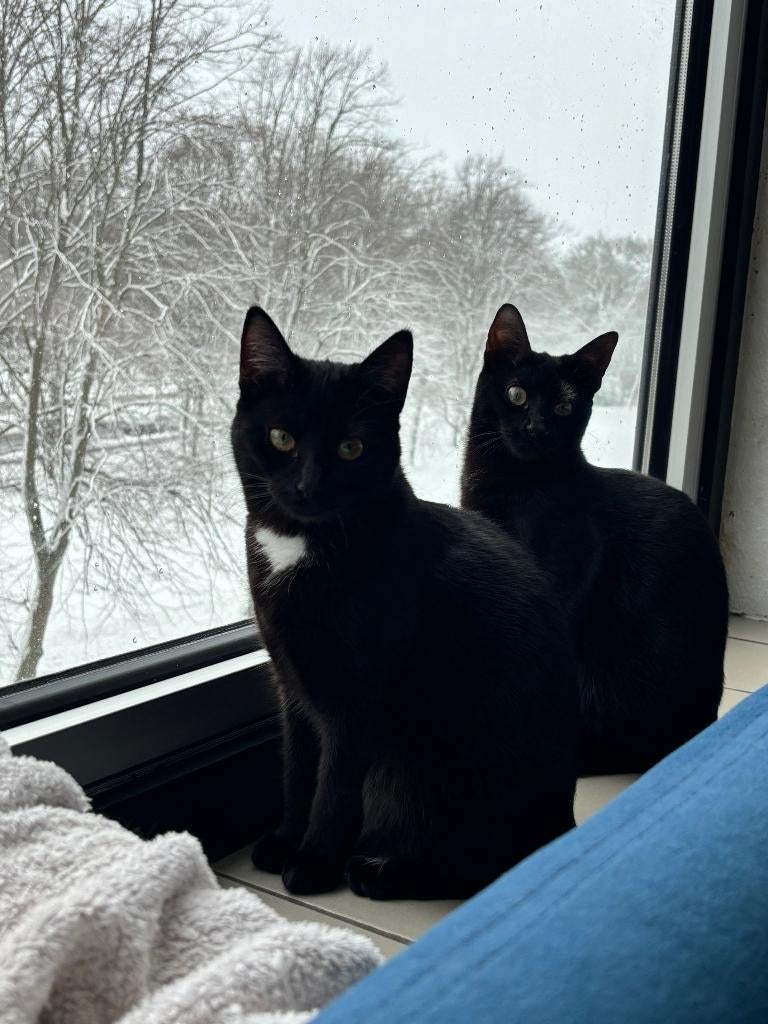 Dekkater gezocht, Dieren en Toebehoren, Katten en Kittens | Dekkaters, 0 tot 2 jaar