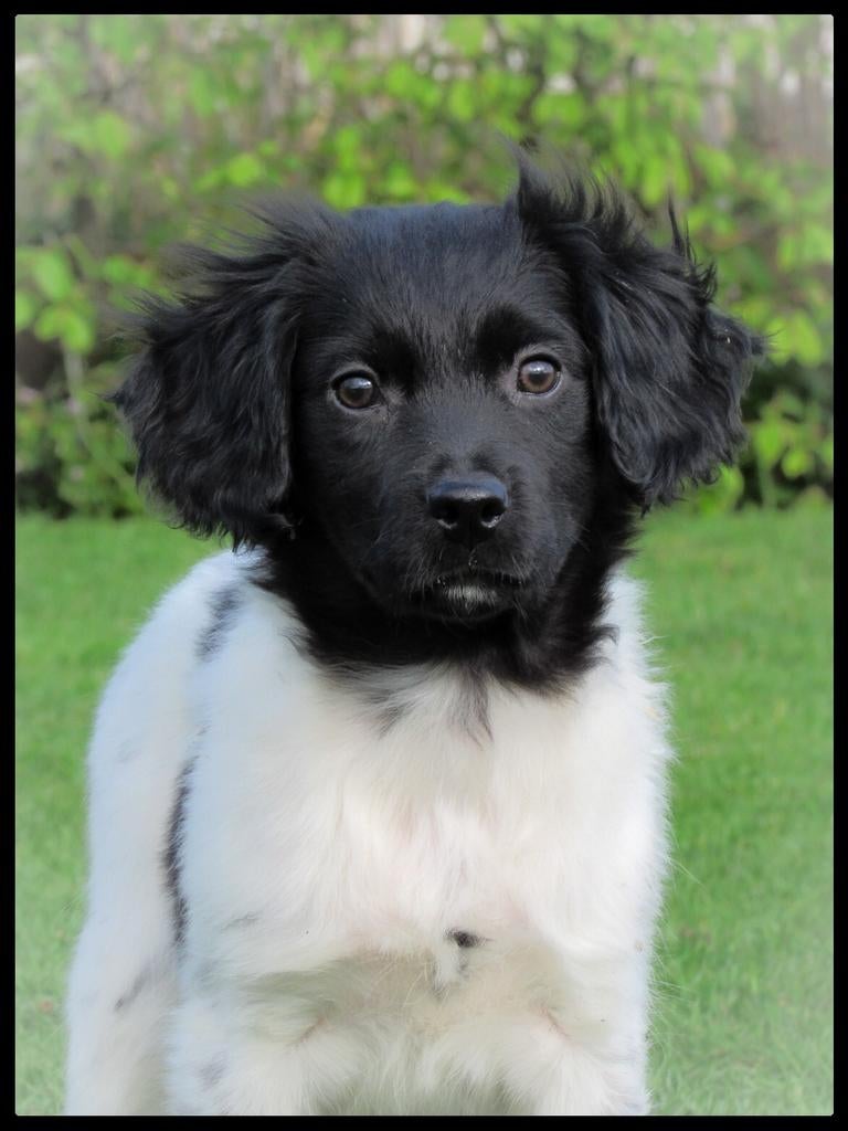 Laatste Friese Stabij teefje is opzoek naar een baasje, Parvo, Overige rassen, 8 tot 15 weken, Teef