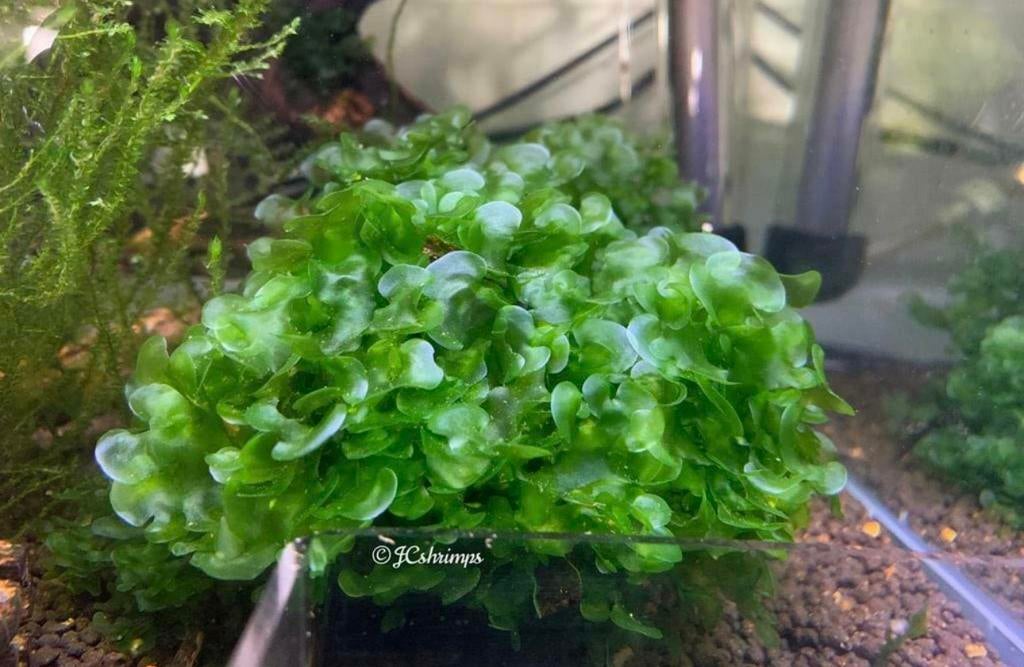 50cc Lomariopsis cf. lineata | lijkt veel op Levermos, Dieren en Toebehoren, -, Nieuw, Ophalen of Verzenden, -