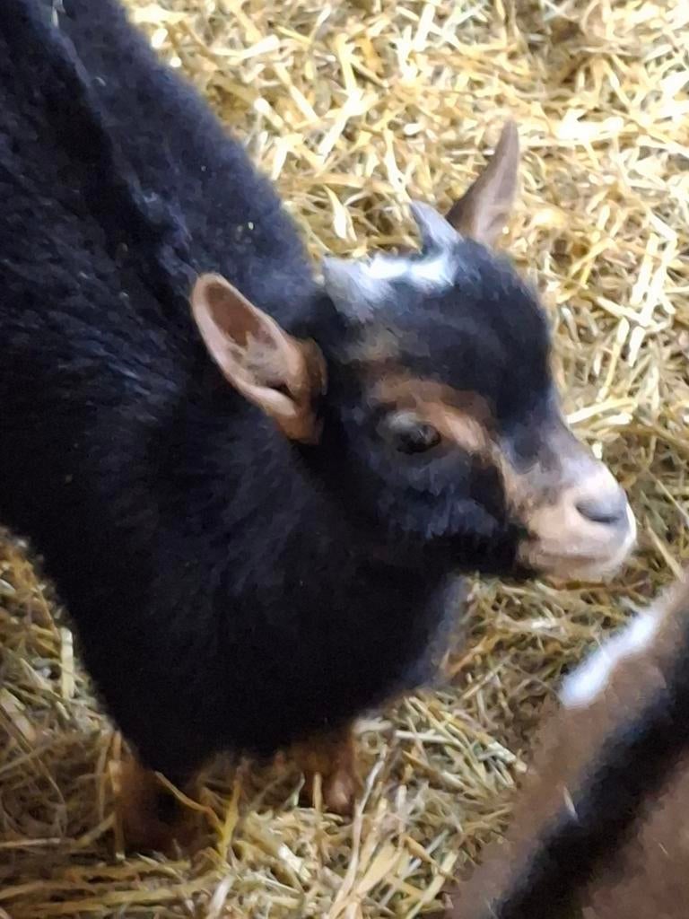 Zeer kleine mini dwerggeiten bokjes te koop. Direct beschikb, Dieren en Toebehoren, Mannelijk, Geit, 0 tot 2 jaar