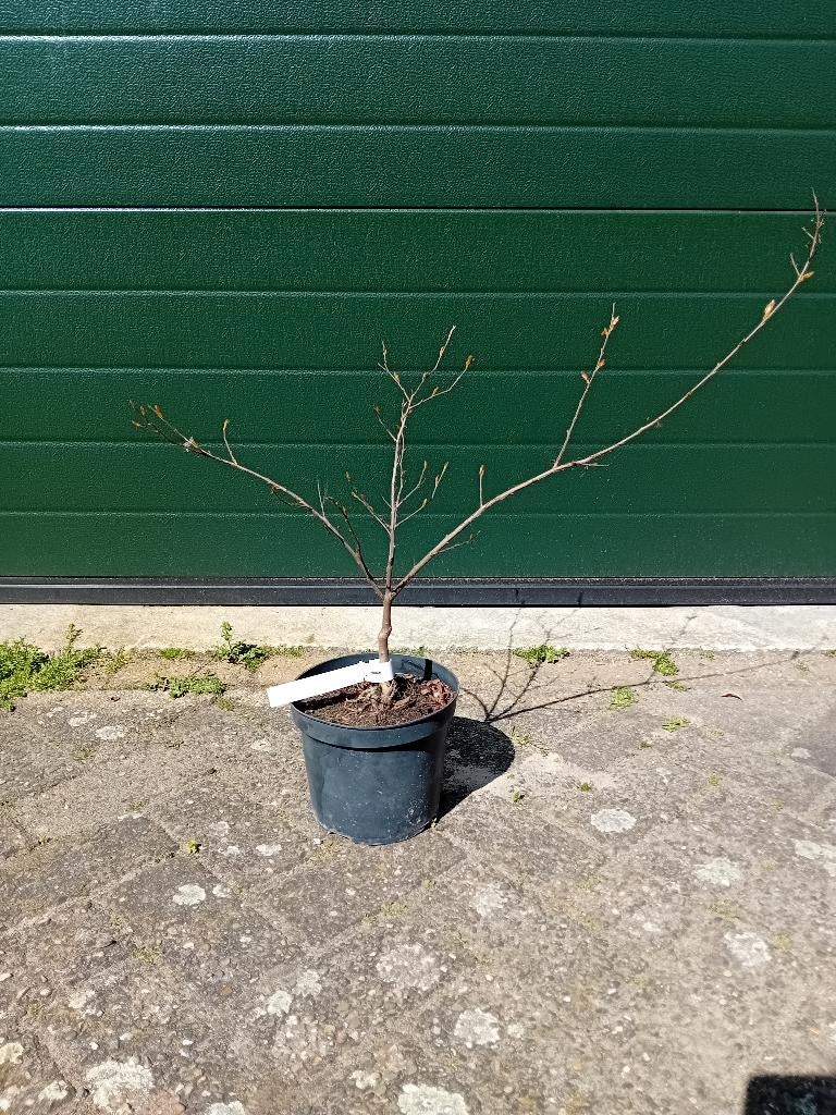 Lagerstroemia Lipan, Tuin en Terras, Overige soorten, Volle zon, Vaste plant, Ophalen of Verzenden