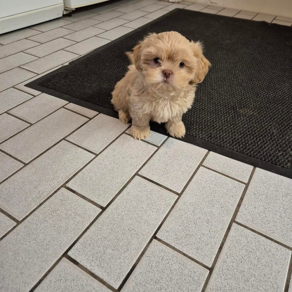 lieve raszuivere choco gekleurde shih tzu pups, Dieren en Toebehoren, Honden | Chihuahua's en Gezelschapshonden, Overige rassen