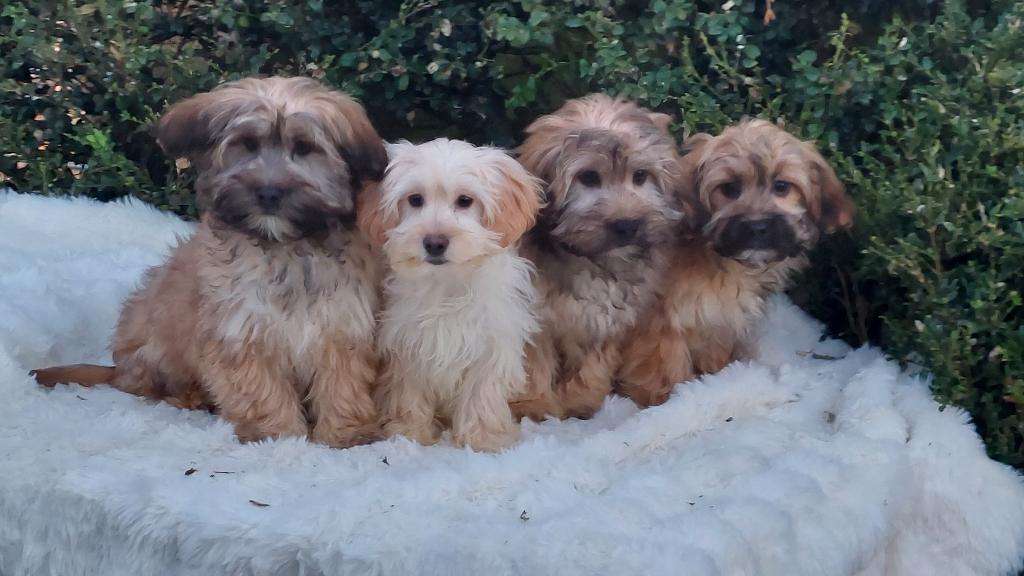 Boomer pups, Parvo, Nederland, Overige rassen, 8 tot 15 weken