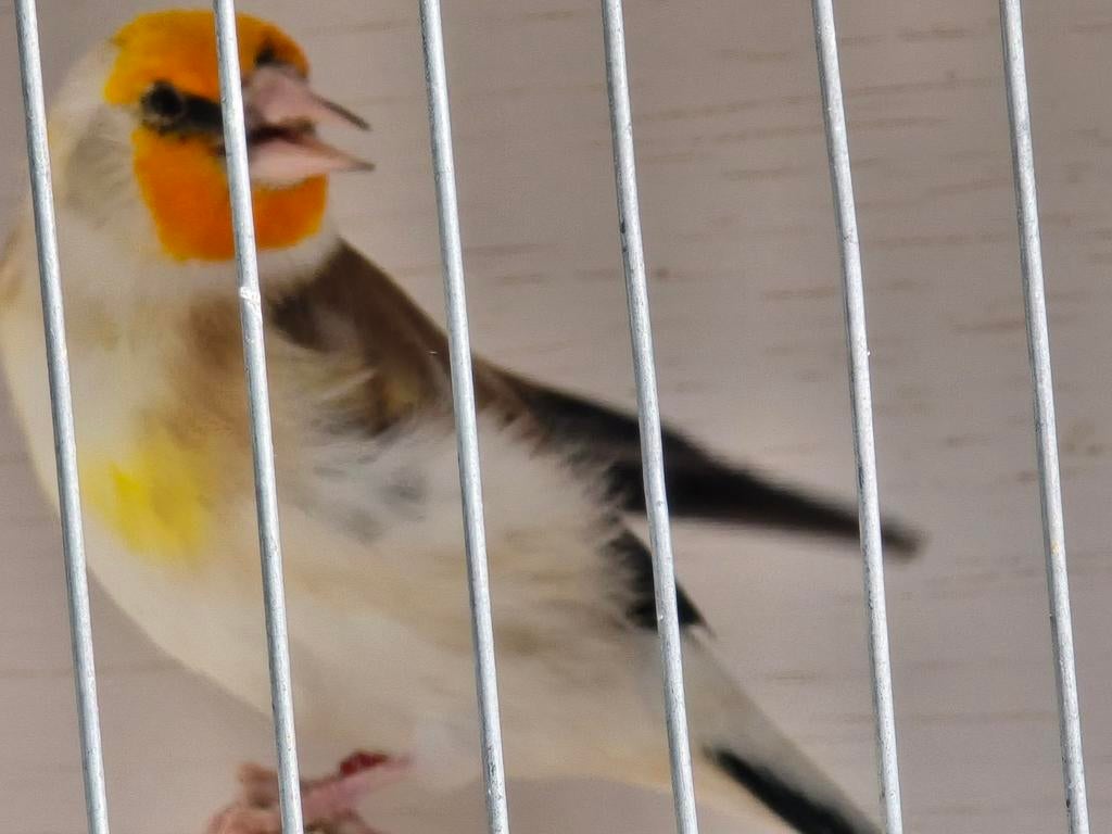 Witkop majoor putter man, Mannelijk, Bastaard