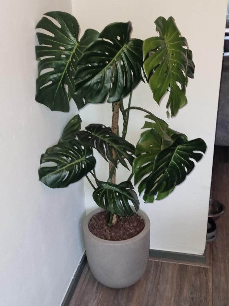 Grote kunst Monstera plant in pot, Huis en Inrichting, Kamerplanten, Ophalen of Verzenden, In pot, Halfschaduw