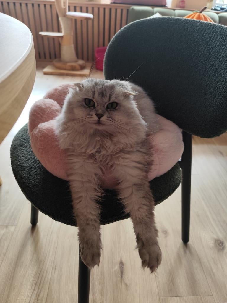 Huisdier en boerderijdier oppas aangeboden, Dieren en Toebehoren