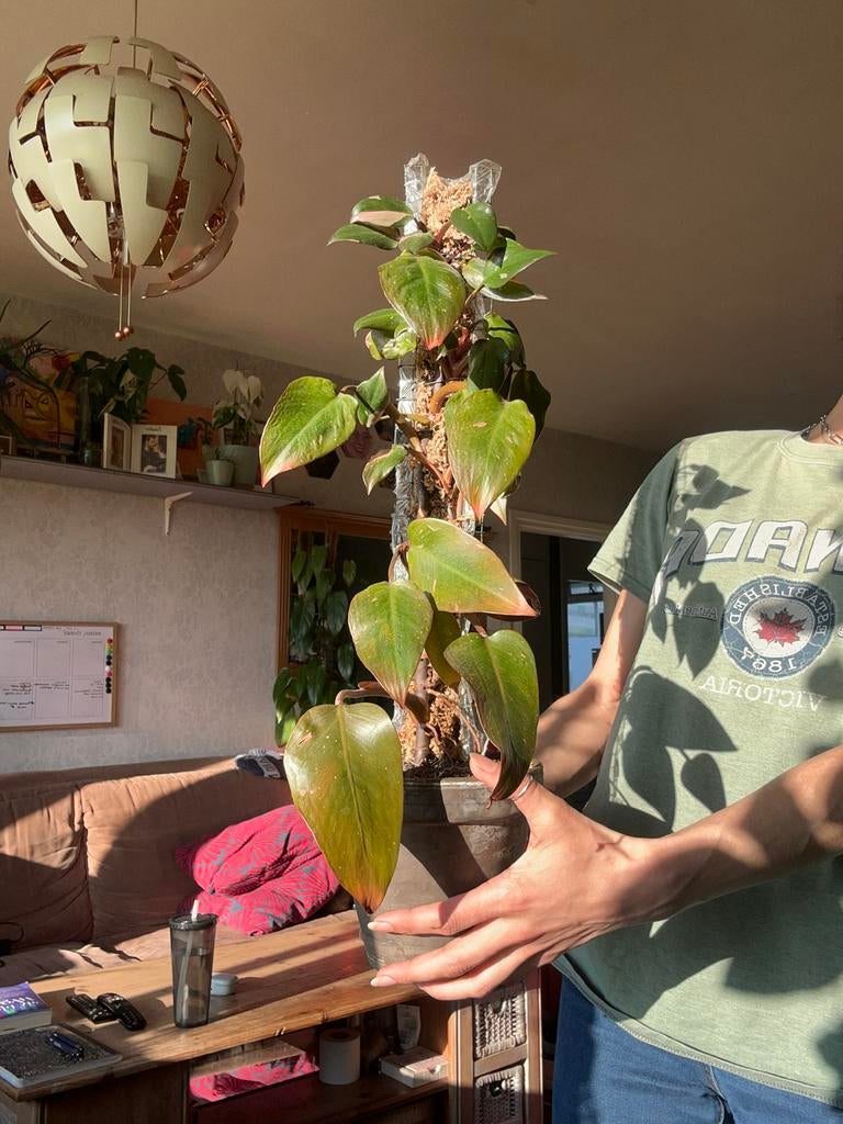 Philodendron Pink Princess 70 cm met mospaal, Ophalen, Overige soorten, In pot, Minder dan 100 cm