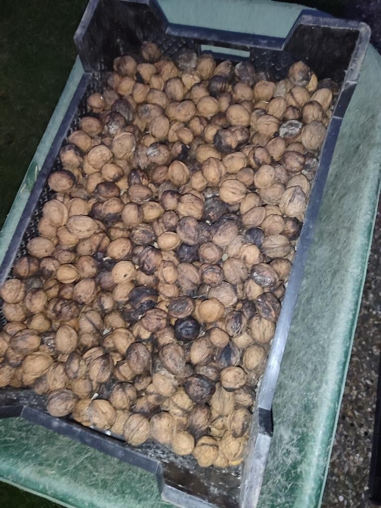 Walnoten gedroogd uit eigen tuin., Diversen, Ophalen