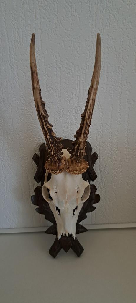 Reeënschedel met gewei op schild, Verzamelen, Dierenverzamelingen, Zo goed als nieuw, Gewei of Kop, Hert, Ophalen of Verzenden