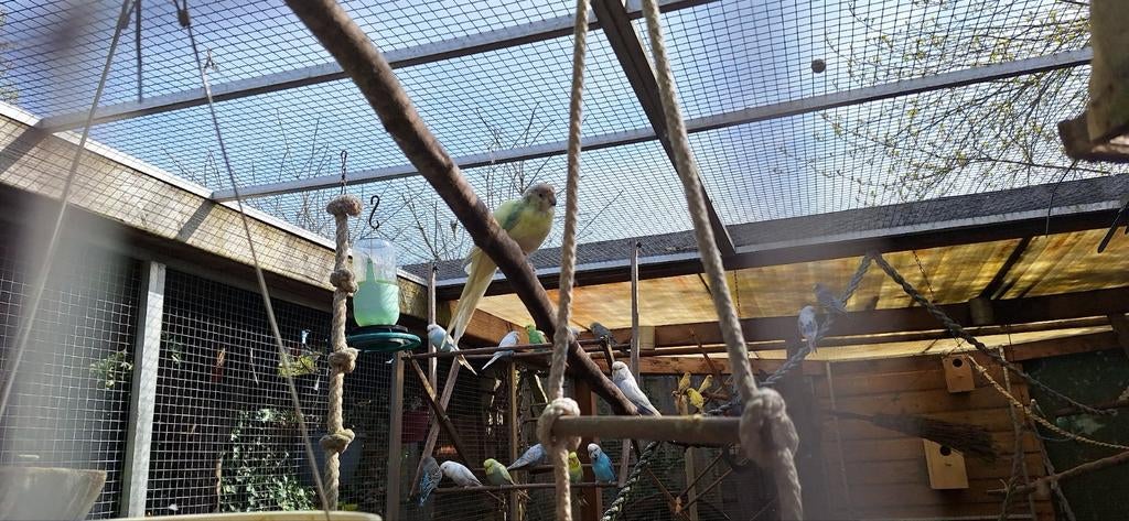 Parkieten, Meerdere dieren, Parkiet