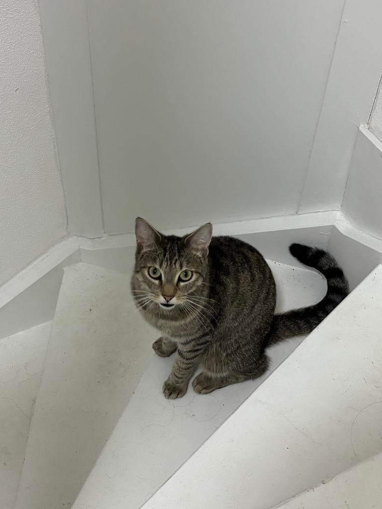 Europese korthaar, Dieren en Toebehoren, Kater